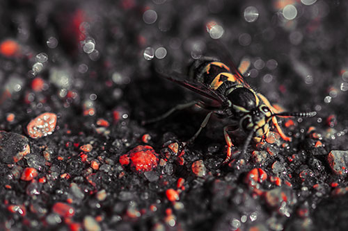 Thirsty Yellowjacket Wasp Among Soaked Sparkling Rocks (Red Tint Photo)