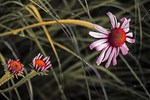 Three Blossoming Coneflowers Among Light Dewy Grass (Red Tint Photo)