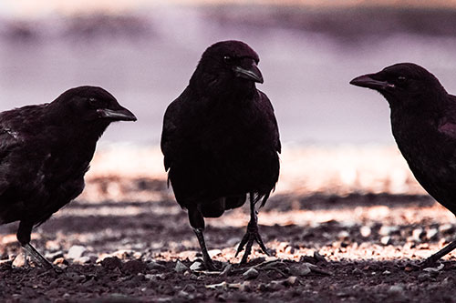 Three Crows Plotting Their Next Move (Red Tint Photo)