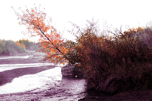 Tilted Fall Tree Over Flowing River (Red Tint Photo)