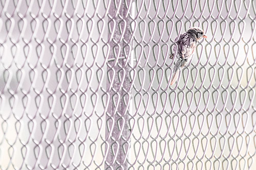 Tiny Cassins Finch Bird Clasping Chain Link Fence (Red Tint Photo)