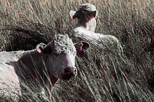 Tired Cows Lying Down Among Grass (Red Tint Photo)