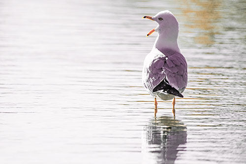 Tired Seagull Yawning Among Shallow Water (Red Tint)