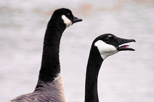Tongue Screaming Canadian Goose Honking Towards Intruders (Red Tint Photo)