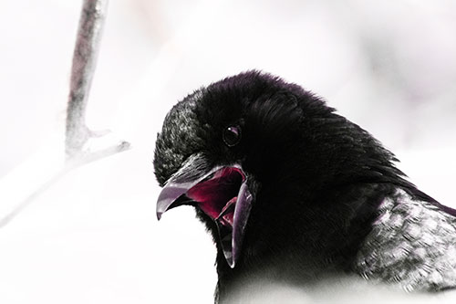 Tongue Screaming Crow Among Light (Red Tint Photo)