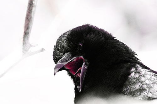 Tongue Screaming Crow Among Light (Red Tint)