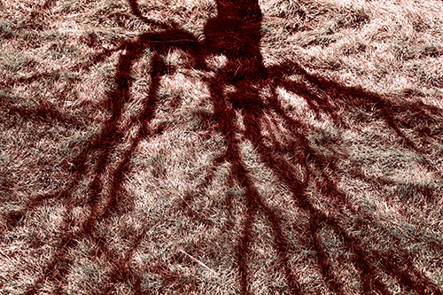 Tree Branch Shadows Creepy Crawling Over Dead Grass (Red Tint Photo)