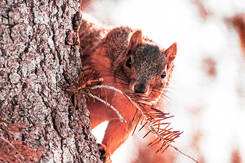 Tree Peekaboo With A Squirrel (Red Tint Photo)