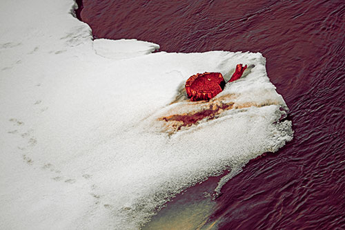 Tree Stump Eyed Snow Face Creature Along River Shoreline (Red Tint Photo)