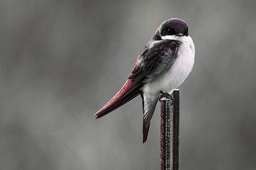 Tree Swallow Keeping Watch (Red Tint Photo)