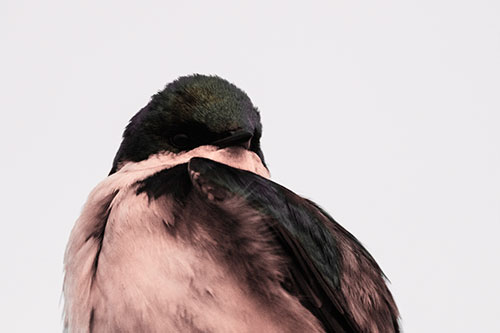 Tree Swallow Watching Surroundings (Red Tint Photo)