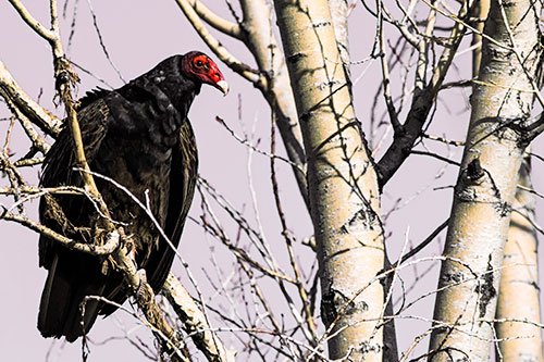 Turkey Vulture Perched Atop Tattered Tree Branch (Red Tint Photo)