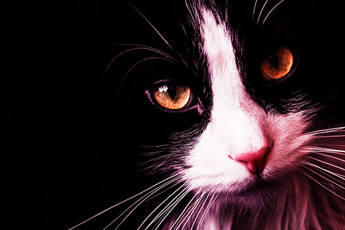 Tuxedo Cat Stares Among Darkness (Red Tint)