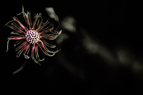 Twirling Aster Flower Among Darkness (Red Tint Photo)