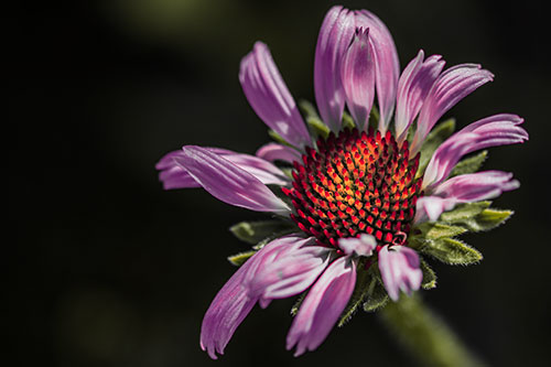 Twirling Petal Coneflower Among Shade (Red Tint Photo)