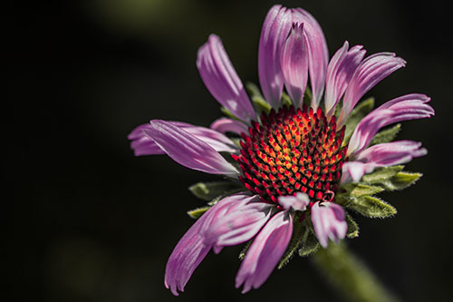 Twirling Petal Coneflower Among Shade (Red Tint)