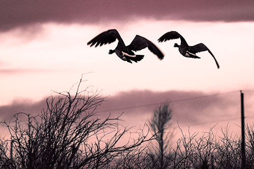 Two Canadian Geese Flying Over Trees (Red Tint Photo)
