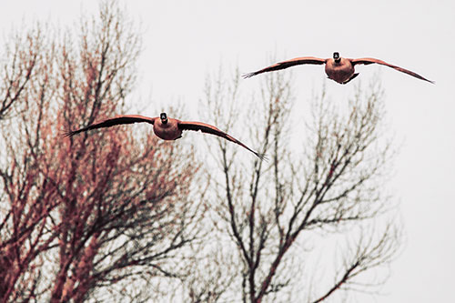 Two Canadian Geese Honking During Flight (Red Tint Photo)