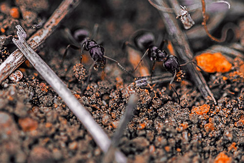 Two Carpenter Ants Working Hard Among Soil (Red Tint Photo)