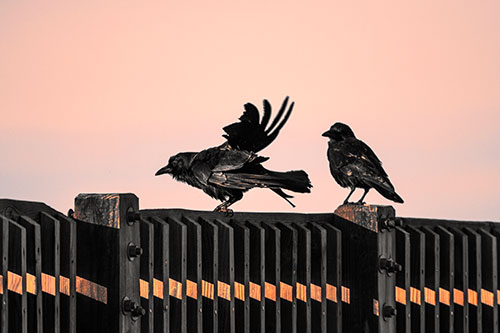 Two Crows Gather Along Wooden Fence (Red Tint Photo)