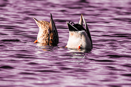 Two Ducks Upside Down In Lake (Red Tint Photo)