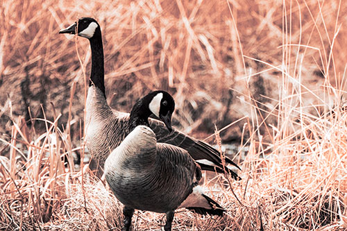 Two Geese Contemplating A Swim In Lake (Red Tint Photo)