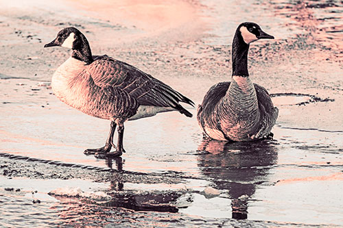 Two Geese Embrace Sunrise Atop Ice Frozen River (Red Tint)