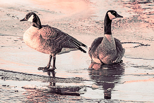 Two Geese Embrace Sunrise Atop Ice Frozen River (Red Tint Photo)