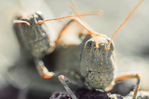 Two Grasshopper Buddies Smiling Among Sunlight (Red Tint)