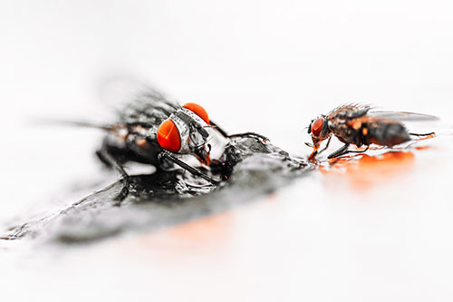 Two Hungry Cluster Flies Feasting Together (Red Tint)