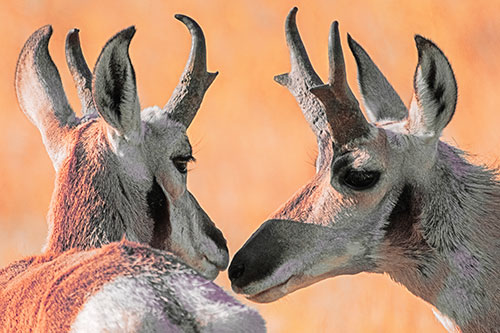 Two Loving Pronghorns Kissing Each Other (Red Tint)
