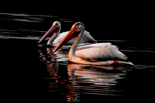Two Pelicans Floating In Dark Lake Water (Red Tint Photo)
