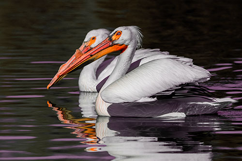 Two Pelicans Swimming In Unison (Red Tint)