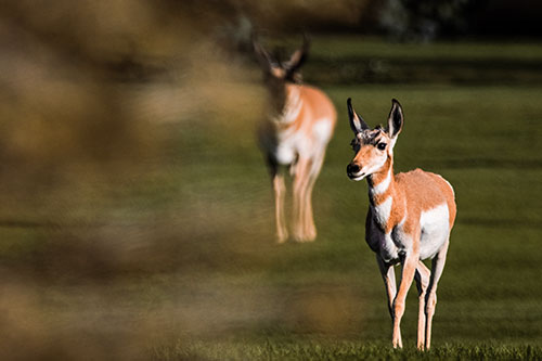 Two Pronghorns Walking Across Freshly Cut Grass (Red Tint Photo)
