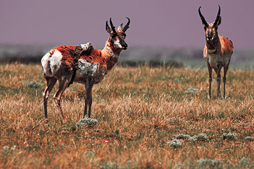 Two Shedding Pronghorns Among Grass (Red Tint Photo)