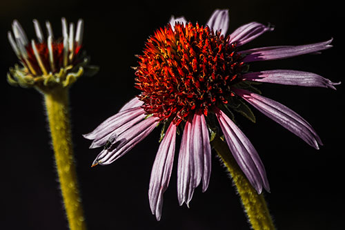 Two Towering Coneflowers Blossoming (Red Tint Photo)