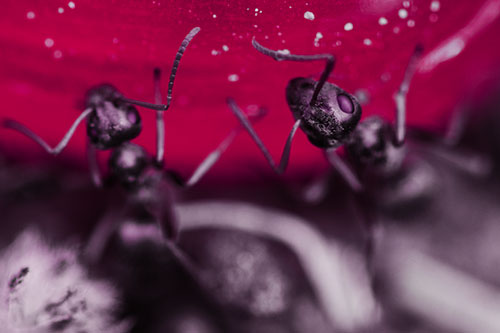 Two Vertical Climbing Carpenter Ants (Red Tint)