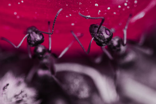 Two Vertical Climbing Carpenter Ants (Red Tint Photo)