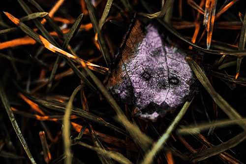 Upset Decaying Leaf Face Hiding Among Twisting Grass Blades (Red Tint)