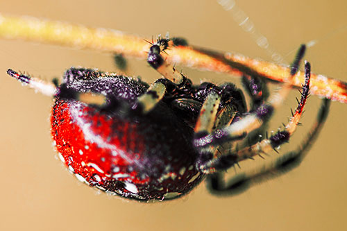 Upside Down Furrow Orb Weaver Spider Crawling Along Stem (Red Tint)