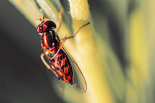 Vertical Leg Contorting Hoverfly (Red Tint Photo)