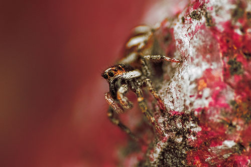 Vertical Perched Jumping Spider Extends Fangs (Red Tint Photo)