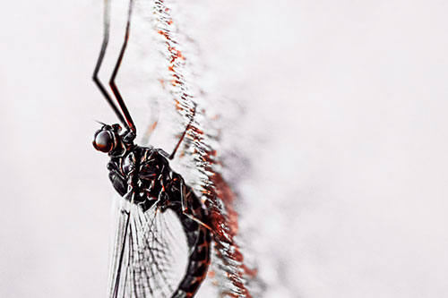 Vertical Perched Mayfly Sleeping (Red Tint Photo)