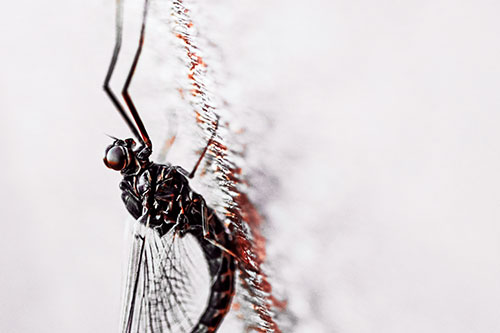 Vertical Perched Mayfly Sleeping (Red Tint)