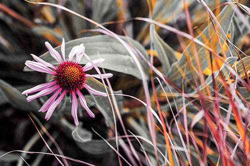 Vibrant Lone Coneflower Beside Plants (Red Tint Photo)
