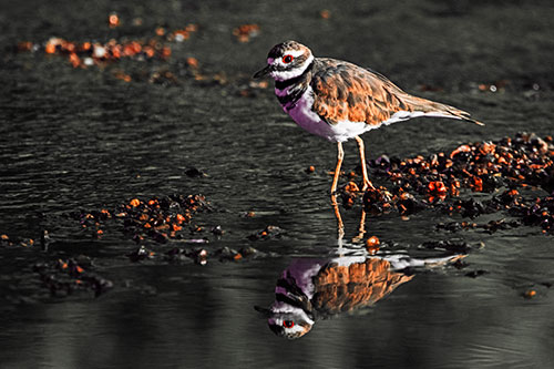Wading Killdeer Wanders Shallow River Water (Red Tint)