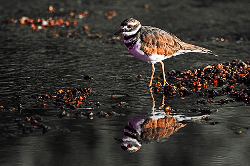 Wading Killdeer Wanders Shallow River Water (Red Tint Photo)