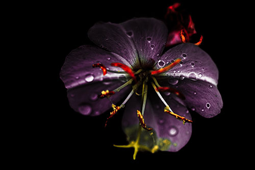 Water Droplet Primrose Flower After Rainfall (Red Tint Photo)