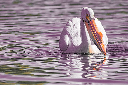 Water Floating Pelican Hunting For Food (Red Tint)