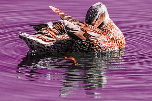 Water Rippling Mallard Duck Grooming Self (Red Tint)